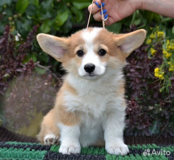Корги детки