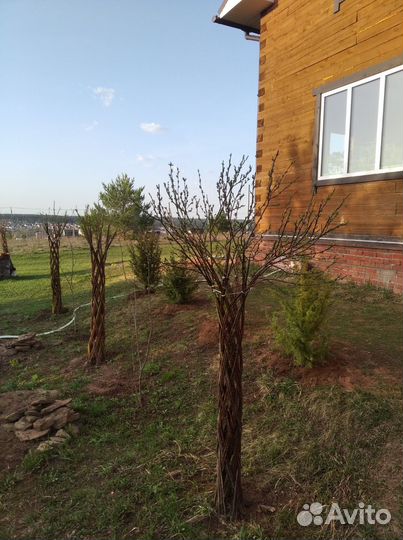 Ива плетеная дерево