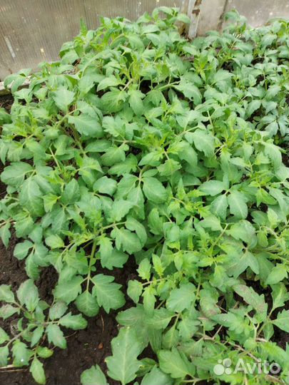 Рассада помидоров,капусты и вегетативных цветов