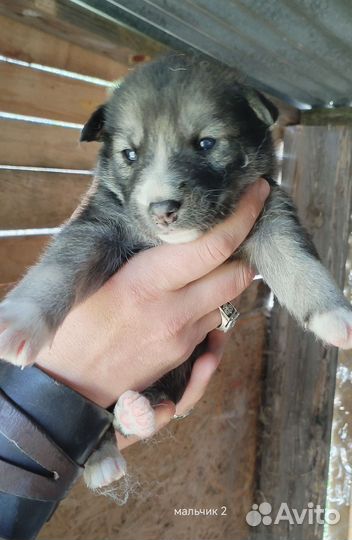 Сибирский хаски