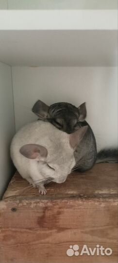 Шиншиллы
