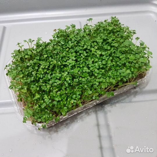 Контейнер для микрозелени