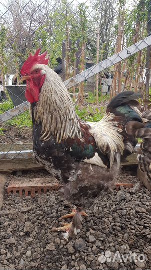 Петухи домашние