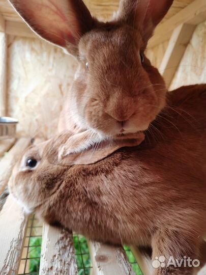 Кролик для вязки