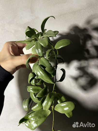 Хойя, срезы. Lac.Louisa Silv, Krohn. Black и др