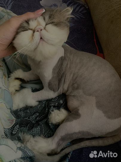 Котик экзот+перс