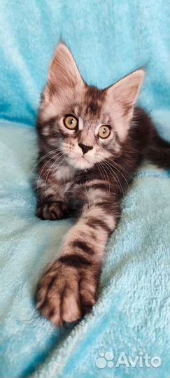 Котята мейн-кун