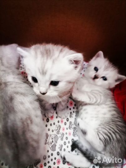 Шотландские котята
