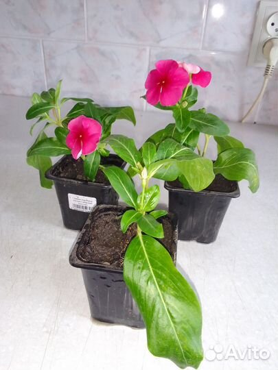 Барвинок красный (комнатный и садовый цветок)