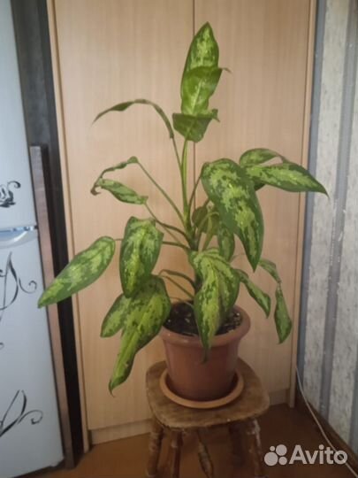 Дифенбахия цветок