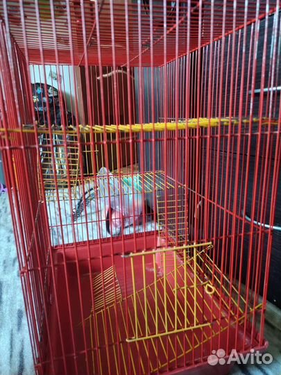 Клетка для грызунов бу