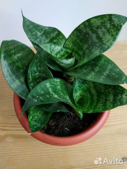 Пилея мелколистная, Жасмин Полиантовый,Сансевиерия