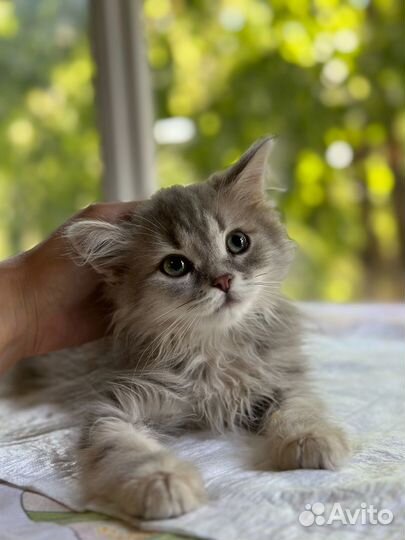 Котеночек ищет семью