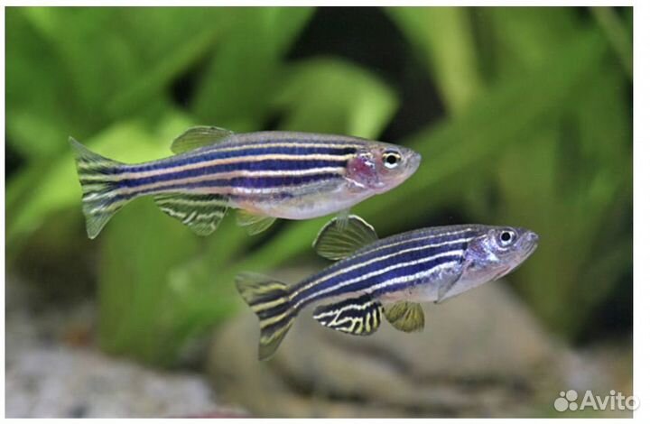 Аквариумные рыбки