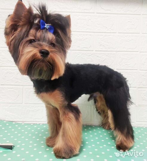 Грумер.Стрижка собак