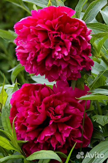 Пион Руба Плена