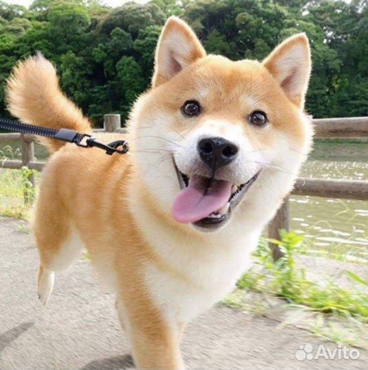 Передержка собак в питомнике Зоогостиница Кинолог