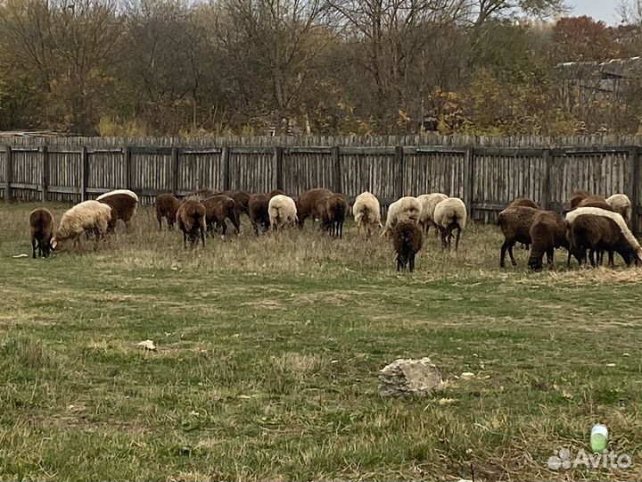 Овцы бараны