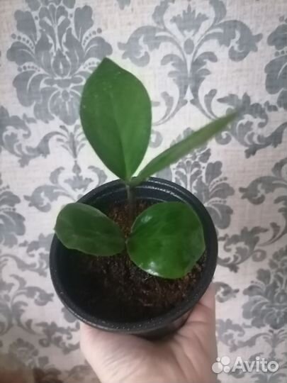 Замиокулькас (Долларовое дерево)