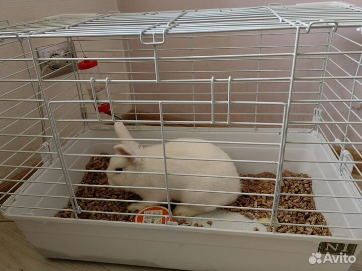 Декоративные кролики