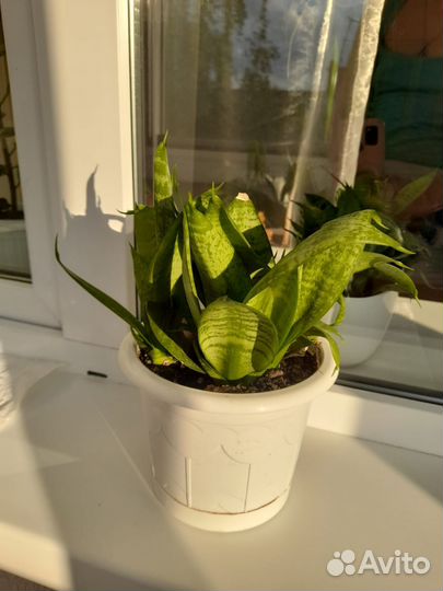 Сансевьерия ханни
