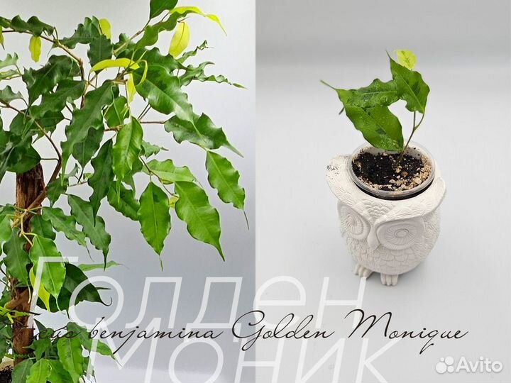 Фикусы сортовые часть 1