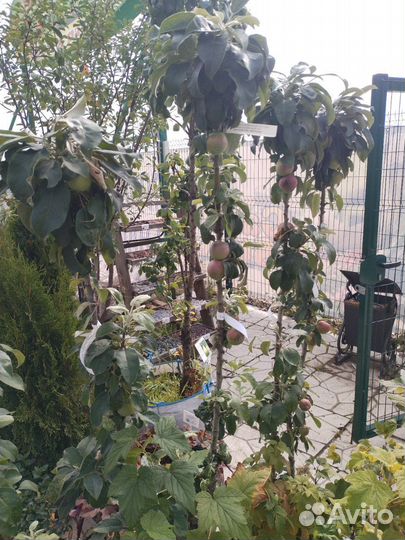 Яблоня колоновидная