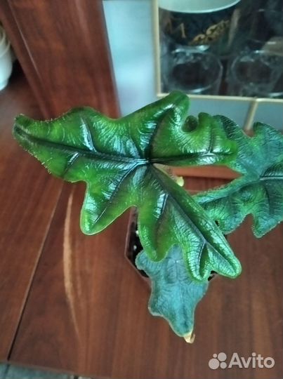 Алоказия Жаклин. Эпипремнум Годзилла