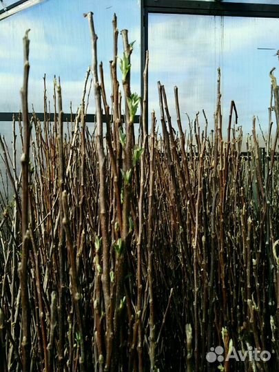 Саженцы яблони,вишня, слива