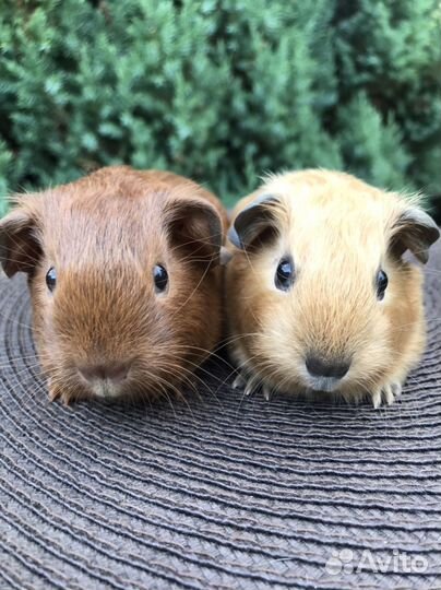 Морские свинки девочки