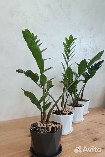 Замиокулькас