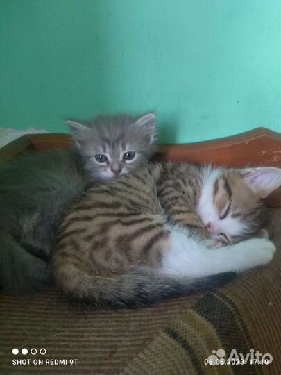 Кошки в дар