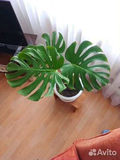 Монстра лакомая 100%оригинал