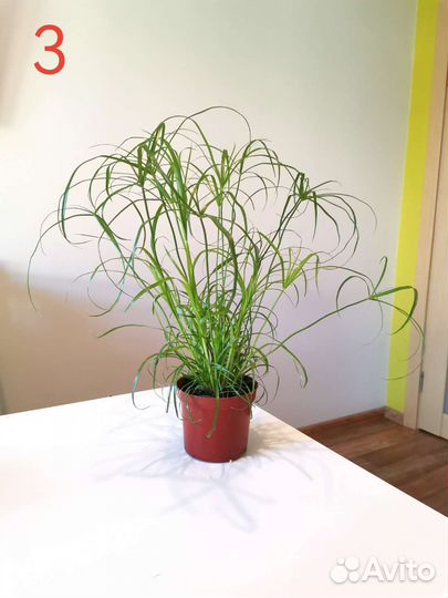 Циперус 30 см