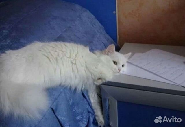 Турецкая ангора котята объявление продам