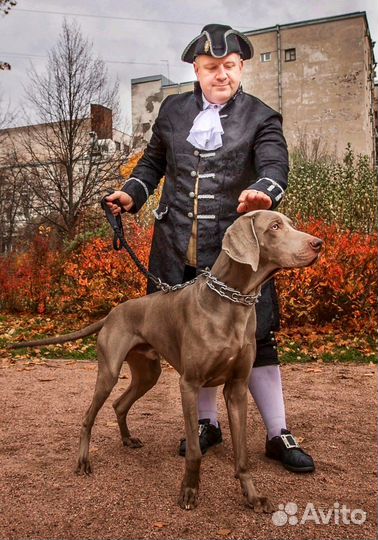 Собака веймаранер для фотосессии