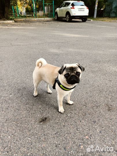 Мопс вязка мальчик