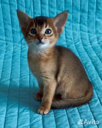 Абиссинские котята