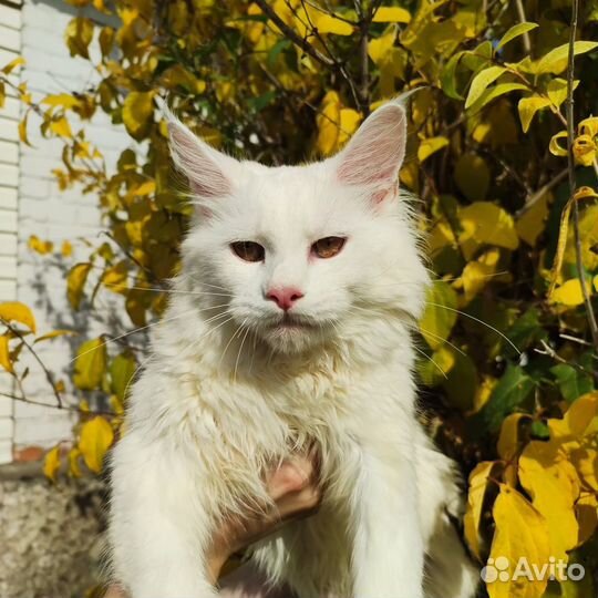 Продам котенка породы мейн-кун