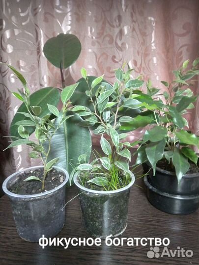 Фикус мелколистный Нина. Кротон