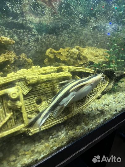 Аквариум с тумбой и рыбками 200л
