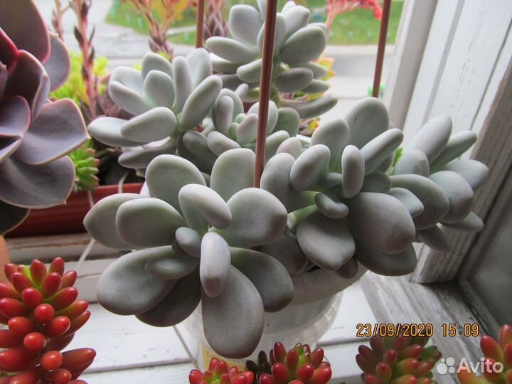 Комнатные растения цветы