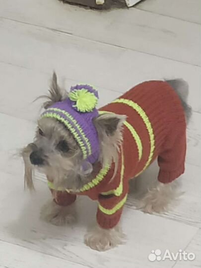 Вязаные кофты и шапки для собак