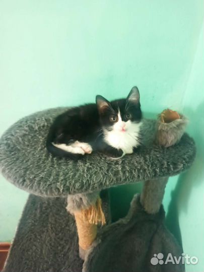 Мальчик котик