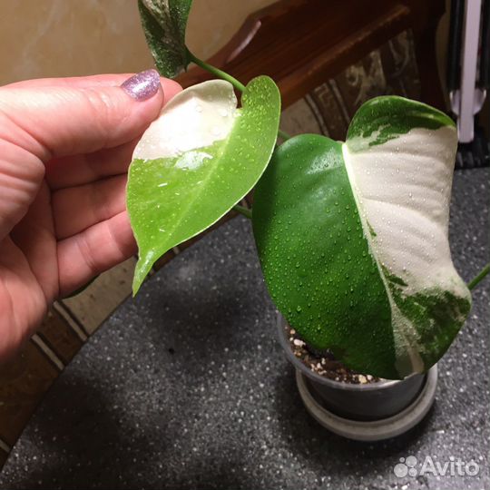 Монстера вариегатная альба