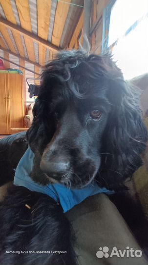 Кокер спаниель