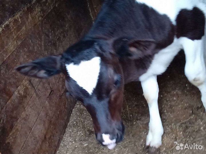 Телка и бычок