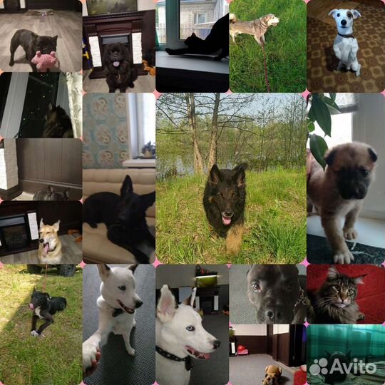 Домашняя передержка собак и кошек