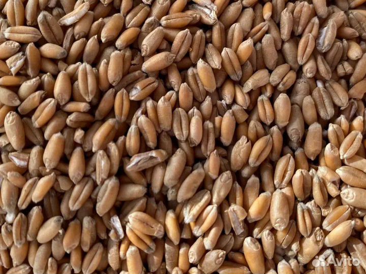 Пшеница тритикале