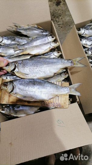 Вобла Астраханская,премиум.Дегустация